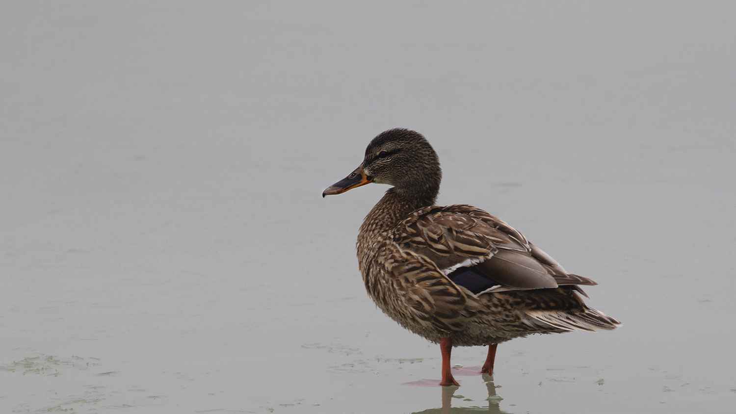 Mallard